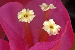 bougainvillea thumbnail graphic